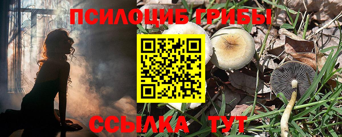 купить наркоту  Вход с VPN  Псилоцибиновые грибы GOLDEN TEACHER  Холмск  Галлюциногенные грибы Psilocybine cubensis 