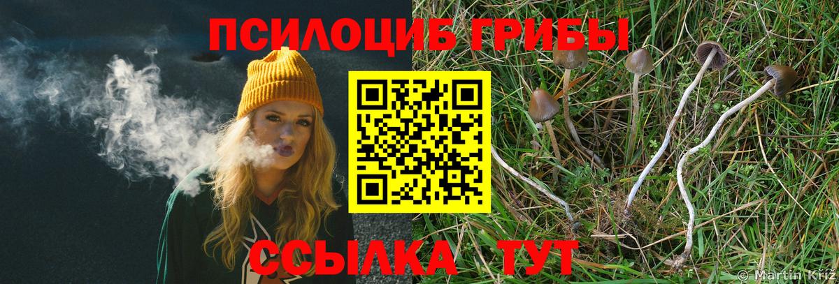 Галлюциногенные грибы Psilocybine cubensis Холмск